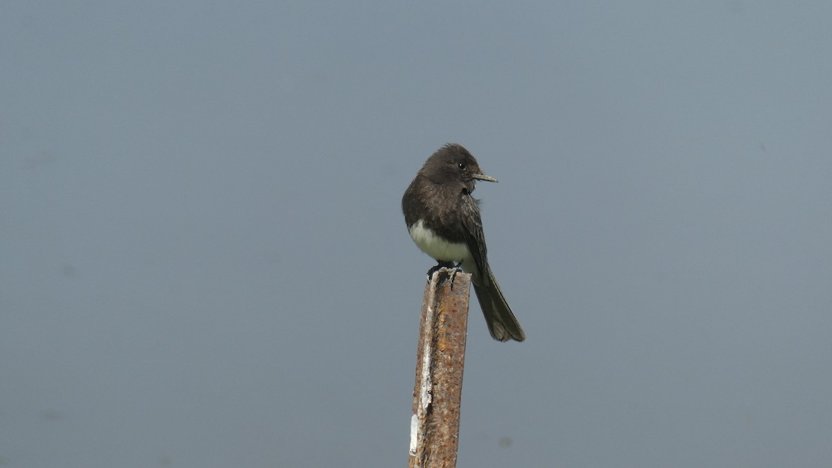 Black Phoebe - ML635200782