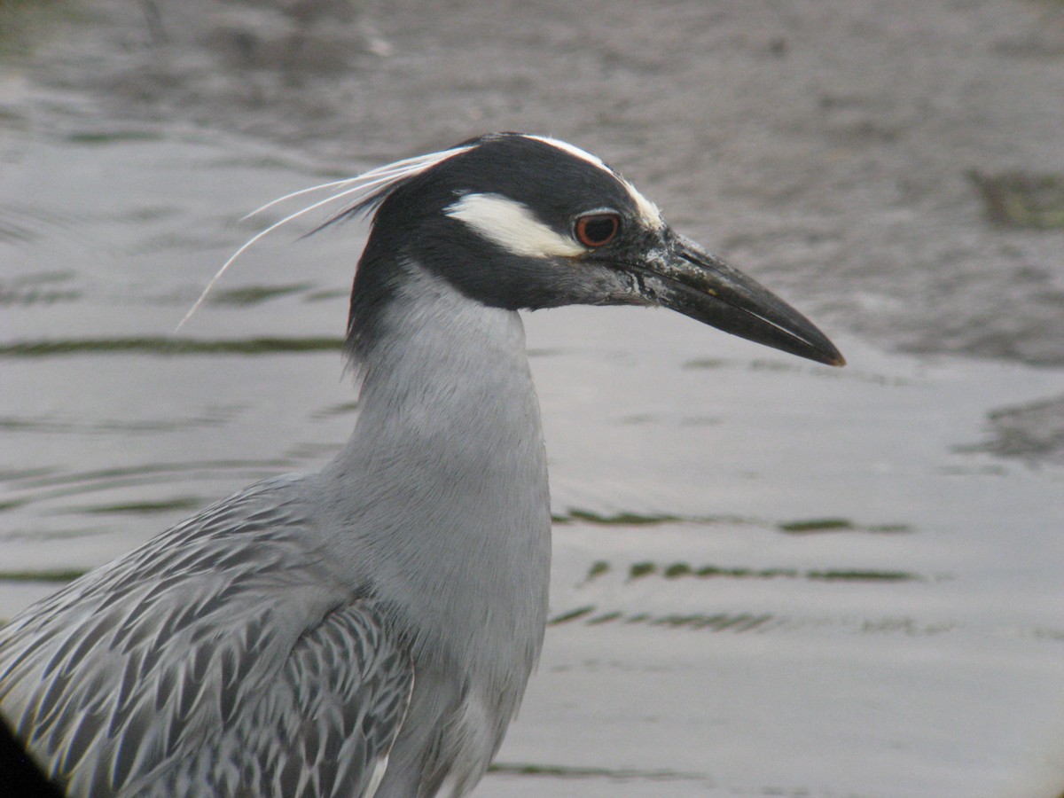 Yellow-crowned Night Heron - ML635200795