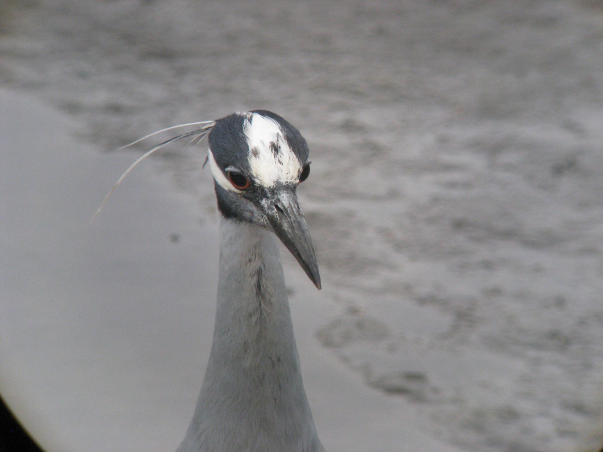 Yellow-crowned Night Heron - ML635200808