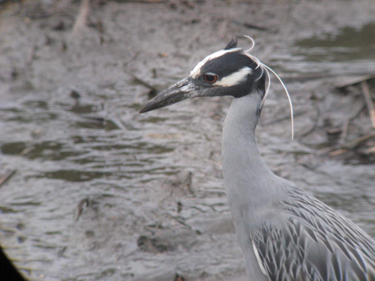 Yellow-crowned Night Heron - ML635200822