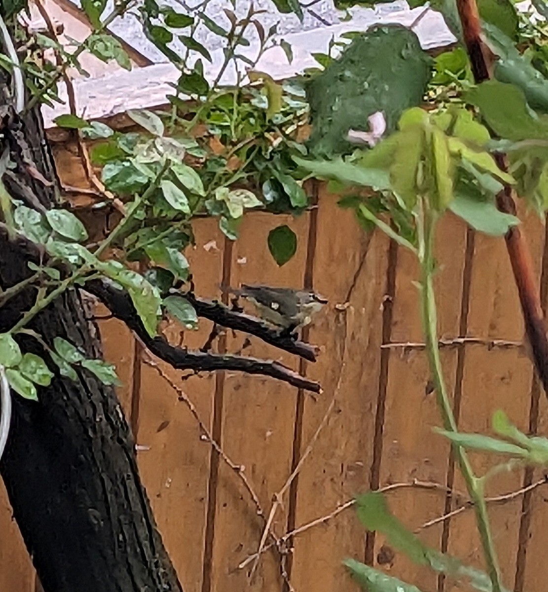 Black-throated Blue Warbler - ML635200881