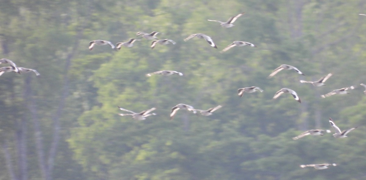 vodouš břehoušovitý - ML635200882