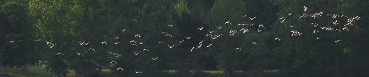 vodouš břehoušovitý - ML635200900