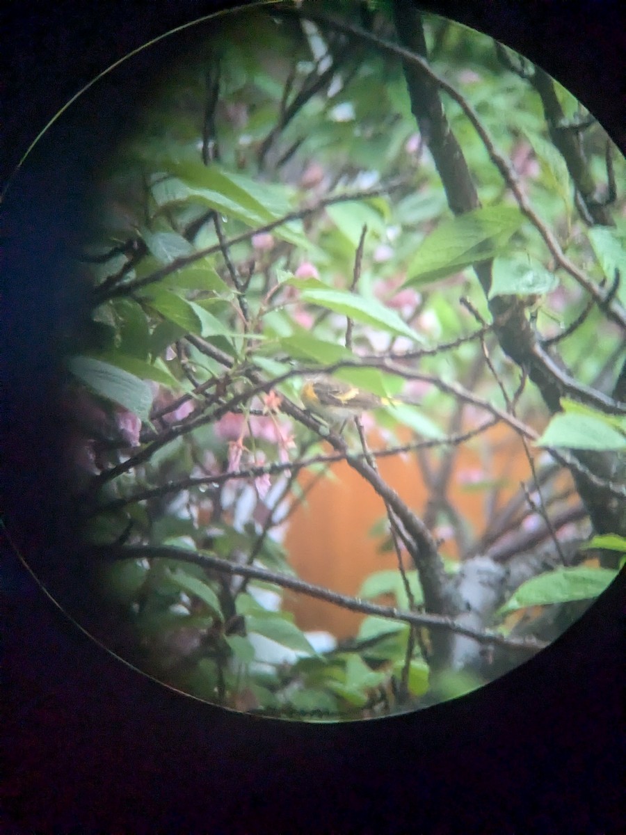 American Redstart - ML635200934
