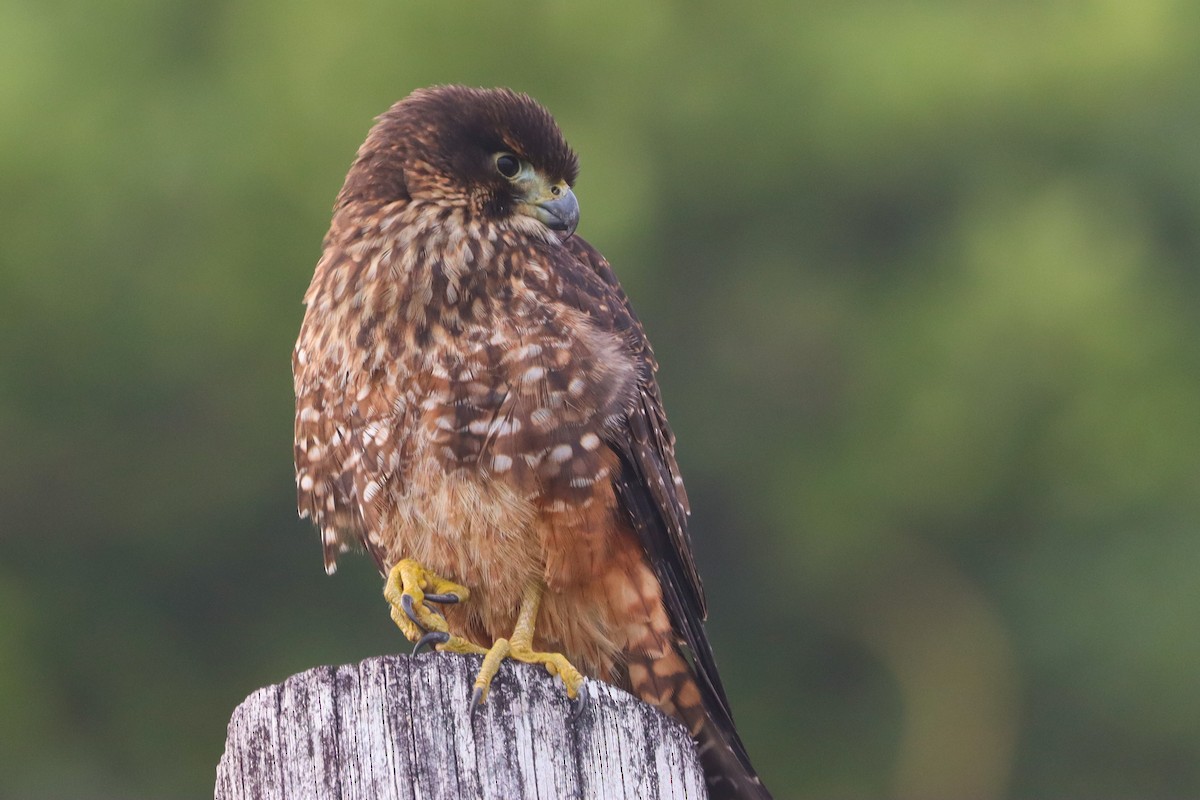 New Zealand Falcon - ML635200957