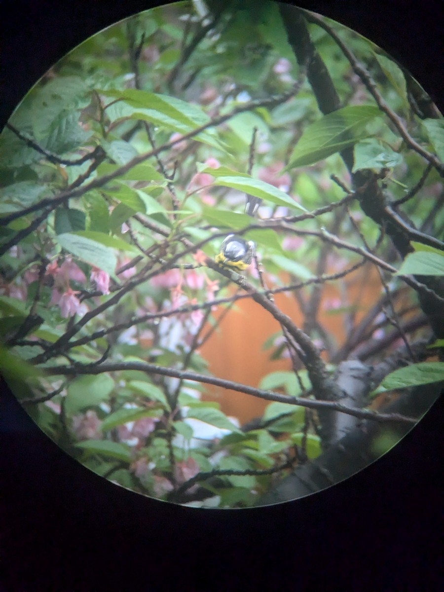 Magnolia Warbler - ML635200964