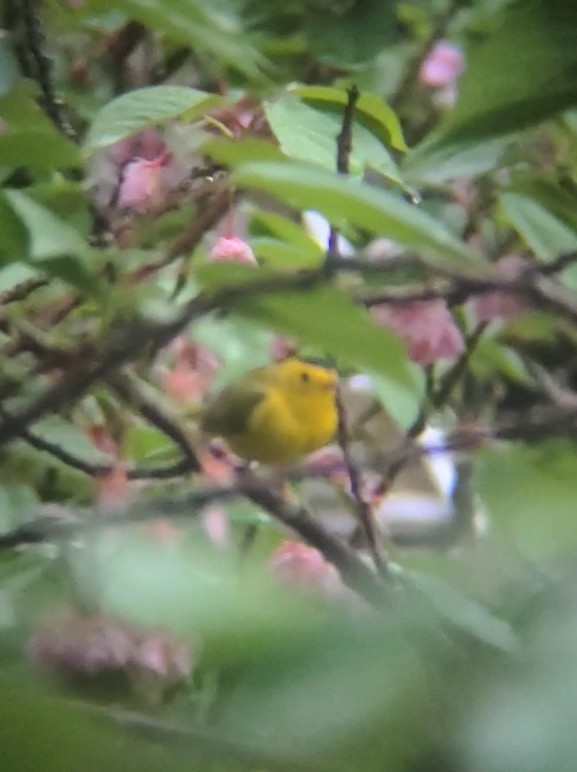 Wilson's Warbler - ML635200985
