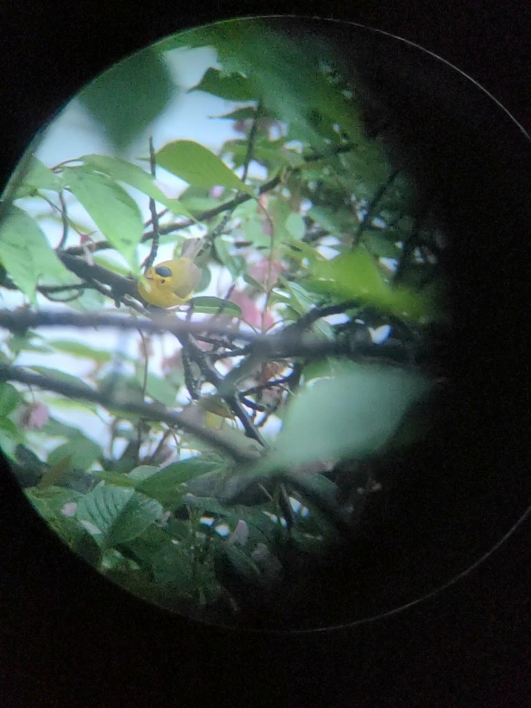 Wilson's Warbler - ML635200986
