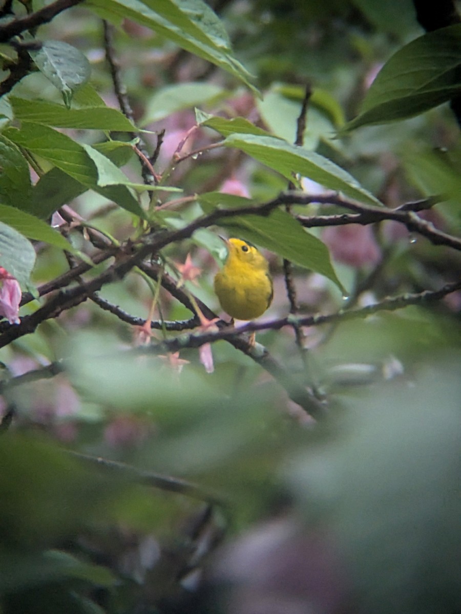 Wilson's Warbler - ML635200987