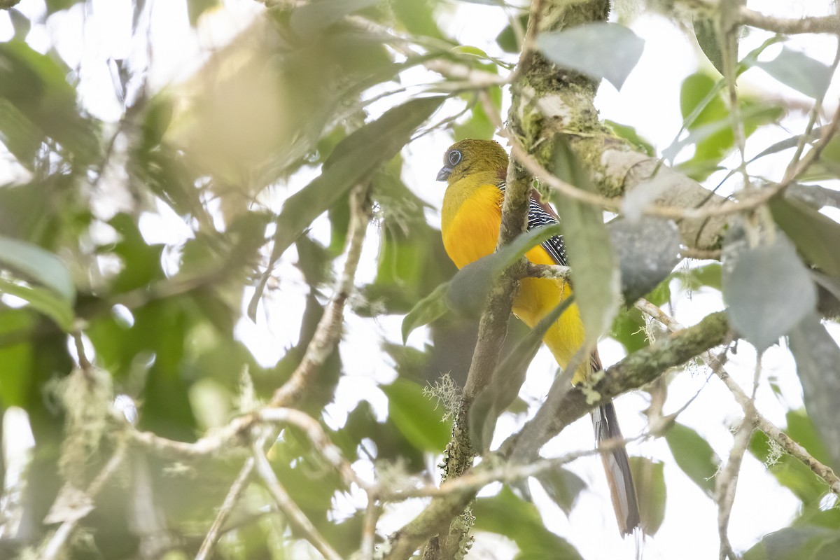 Orangebauchtrogon - ML635201023