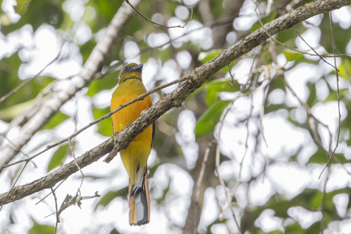 Orangebauchtrogon - ML635201029