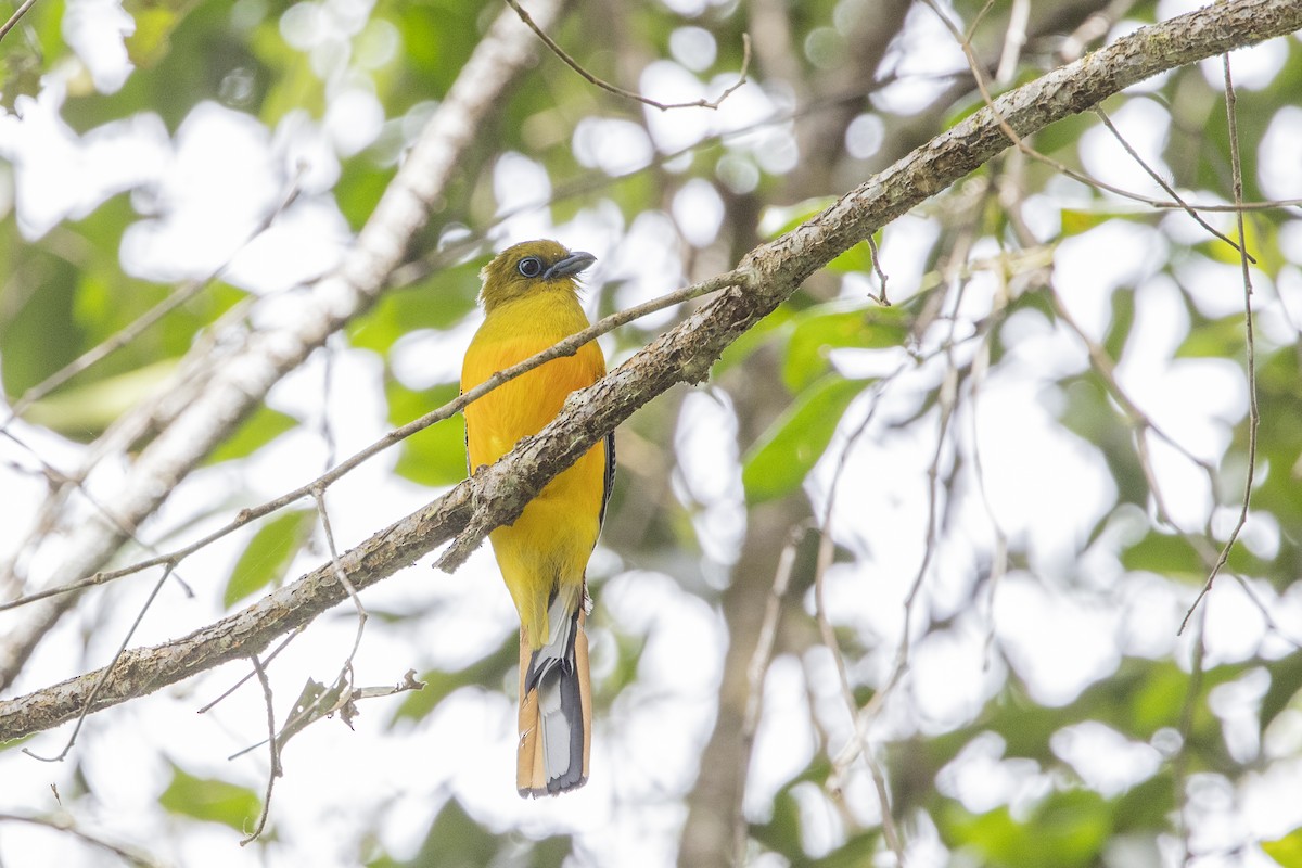 Orangebauchtrogon - ML635201036