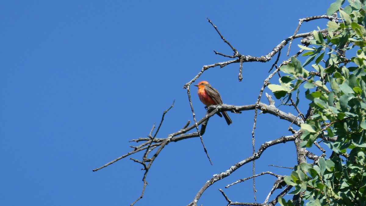 Vermilion Flycatcher - ML635201062
