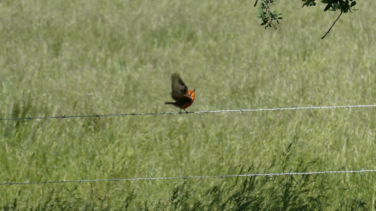 Vermilion Flycatcher - ML635201064