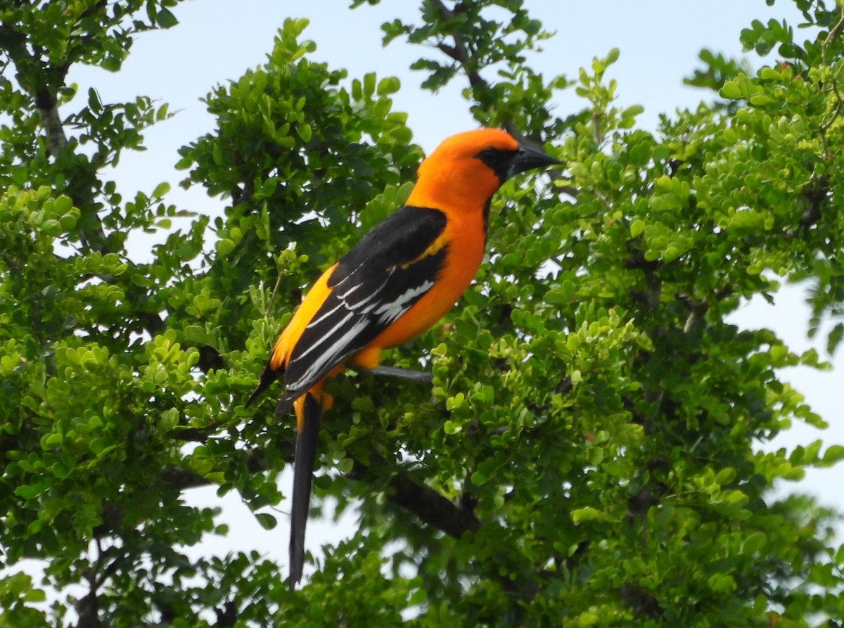 Altamira Oriole - ML635201139