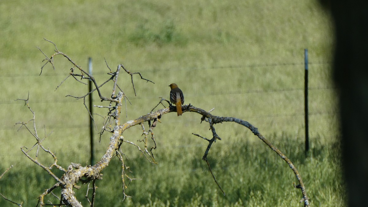 Bullock's Oriole - ML635201176