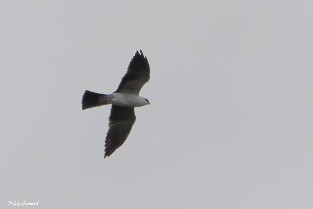 Mississippi Kite - ML635201185
