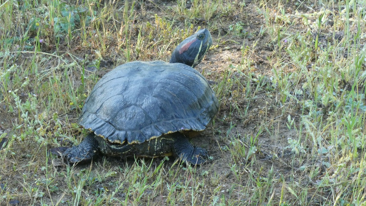 Animals - ML635201237