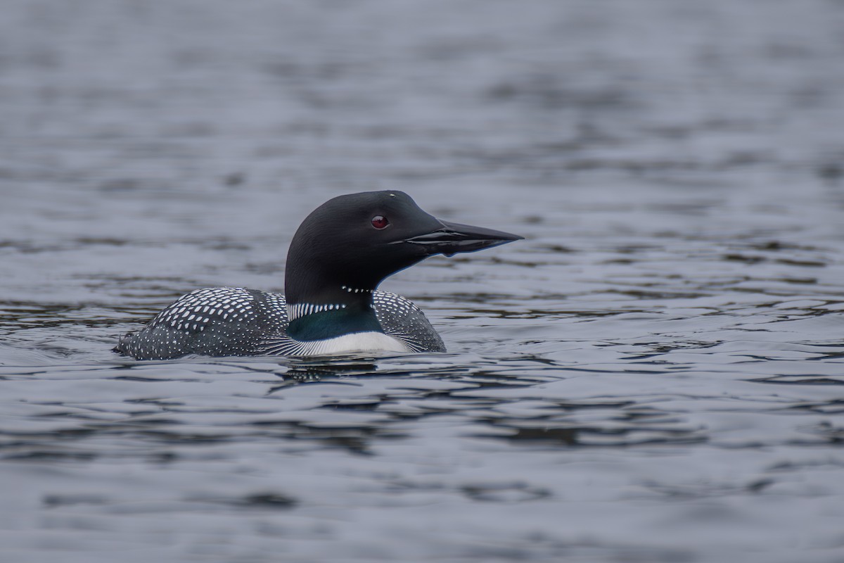 Common Loon - ML635201363