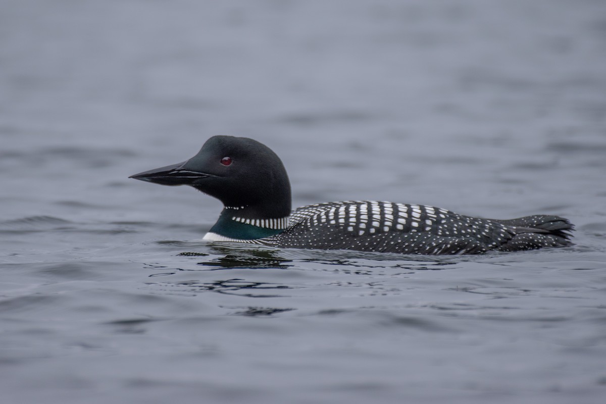 Common Loon - ML635201365
