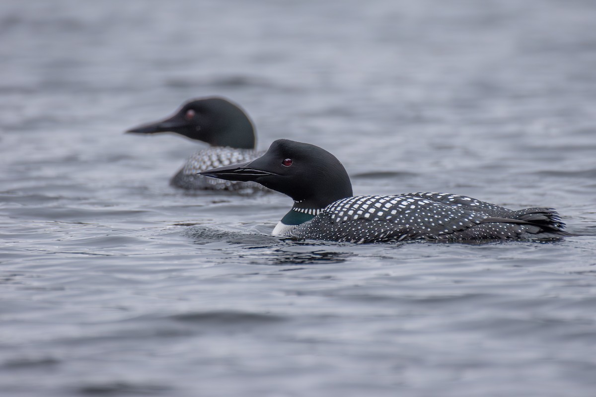 Common Loon - ML635201366