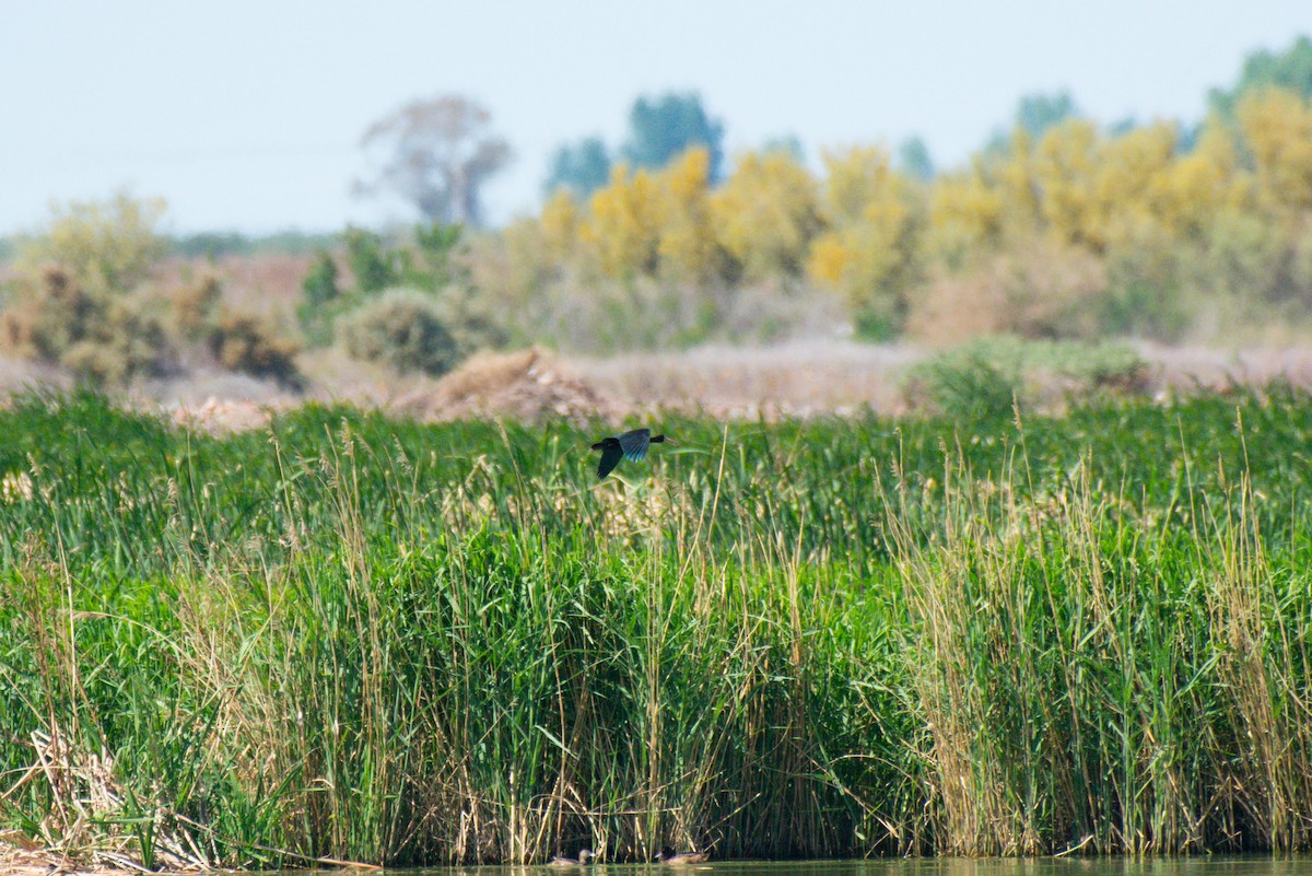 Bare-faced Ibis - ML635201407