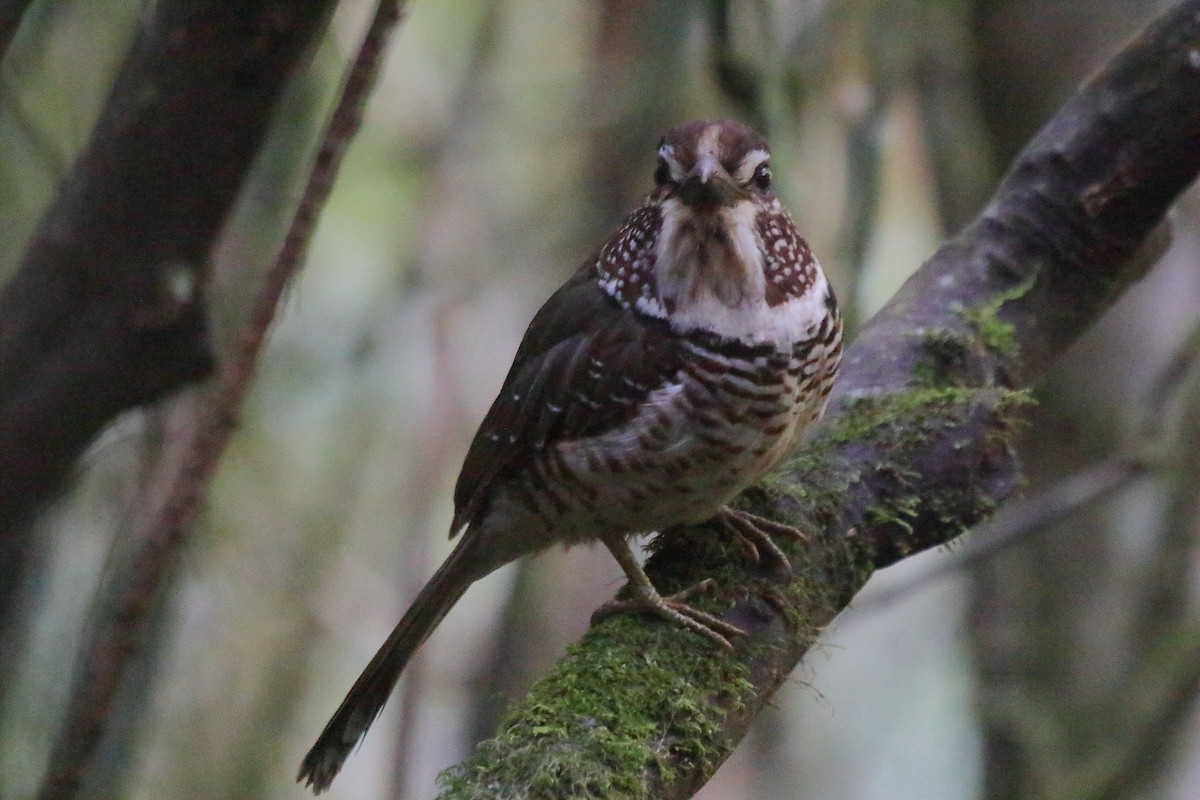 Short-legged Ground-Roller - ML635201427