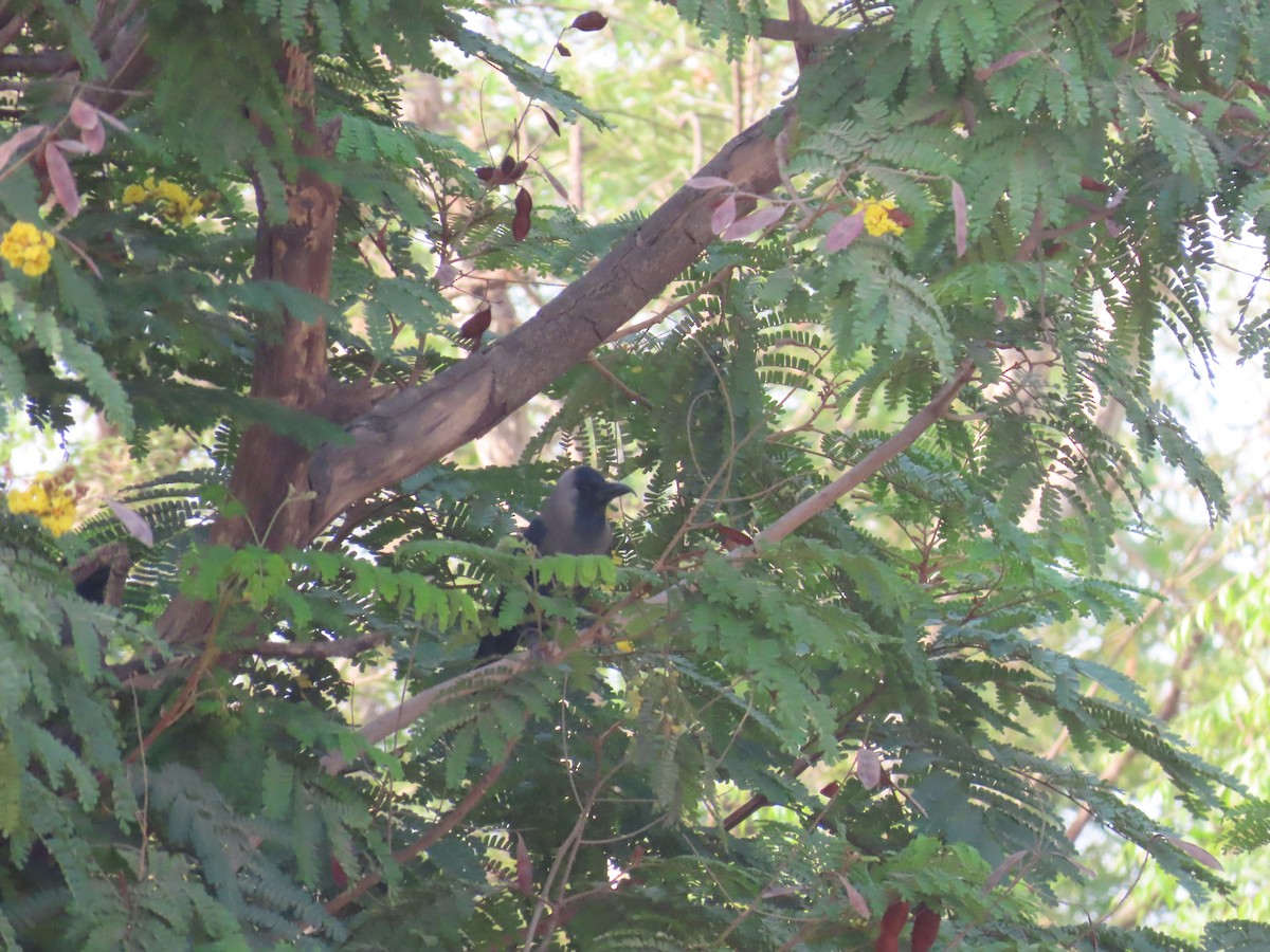 House Crow - ML635201443