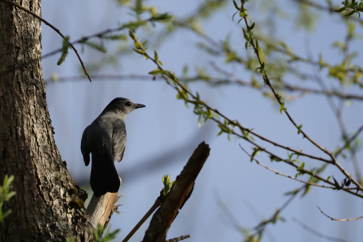 Gray Catbird - ML635201462