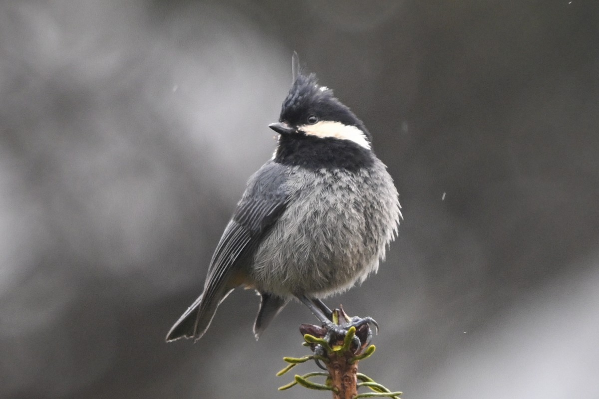 Rufous-vented Tit - ML635201466