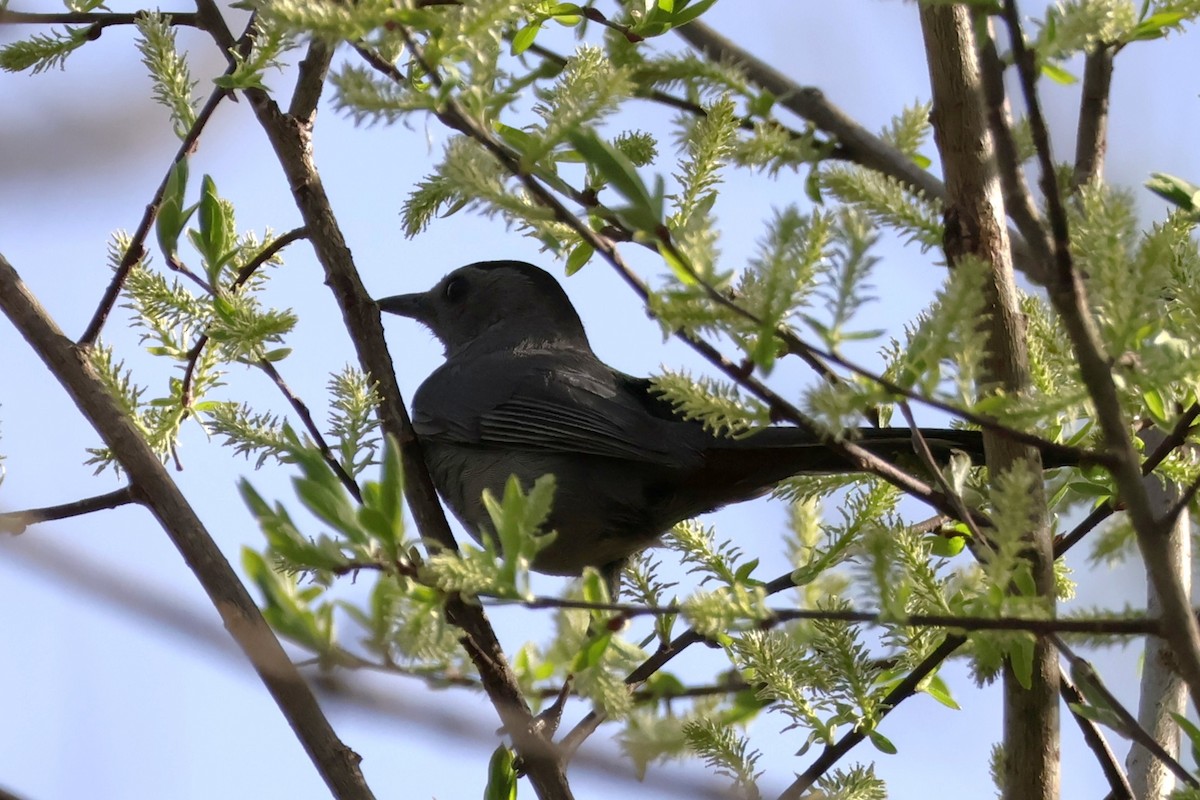 Gray Catbird - ML635201472