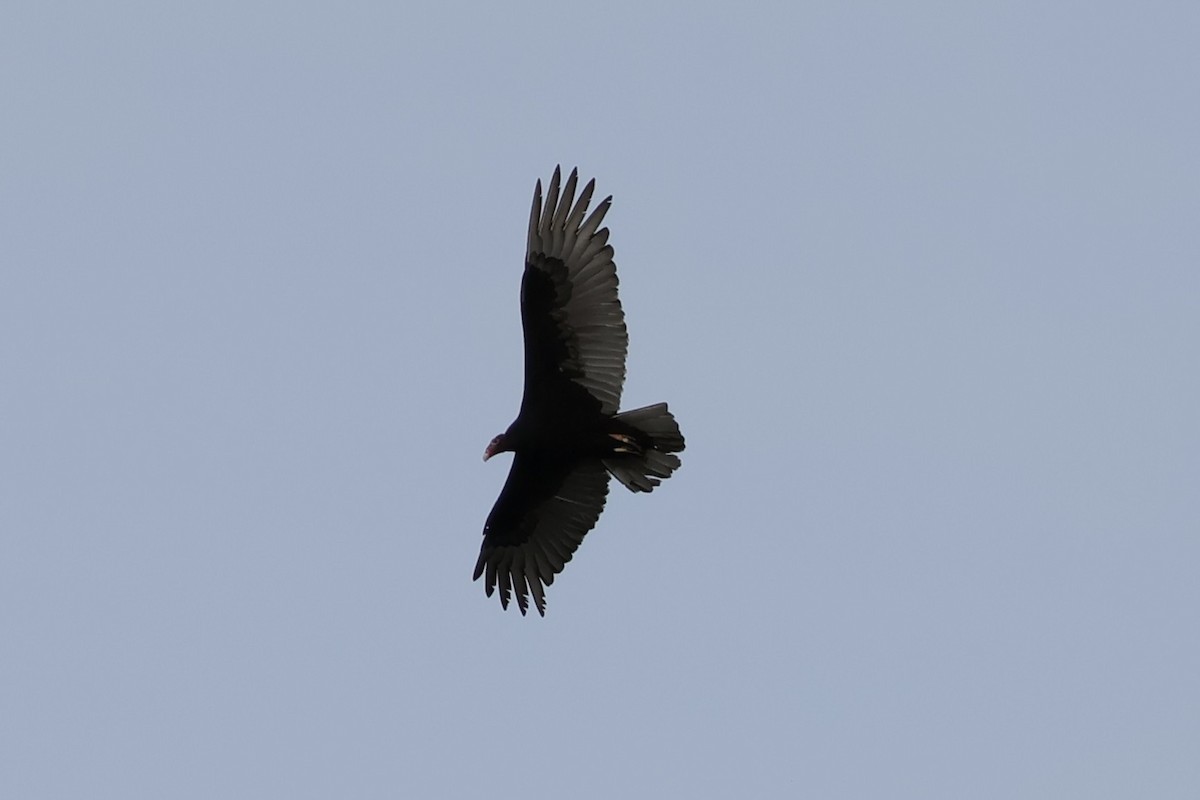 Turkey Vulture - ML635201482