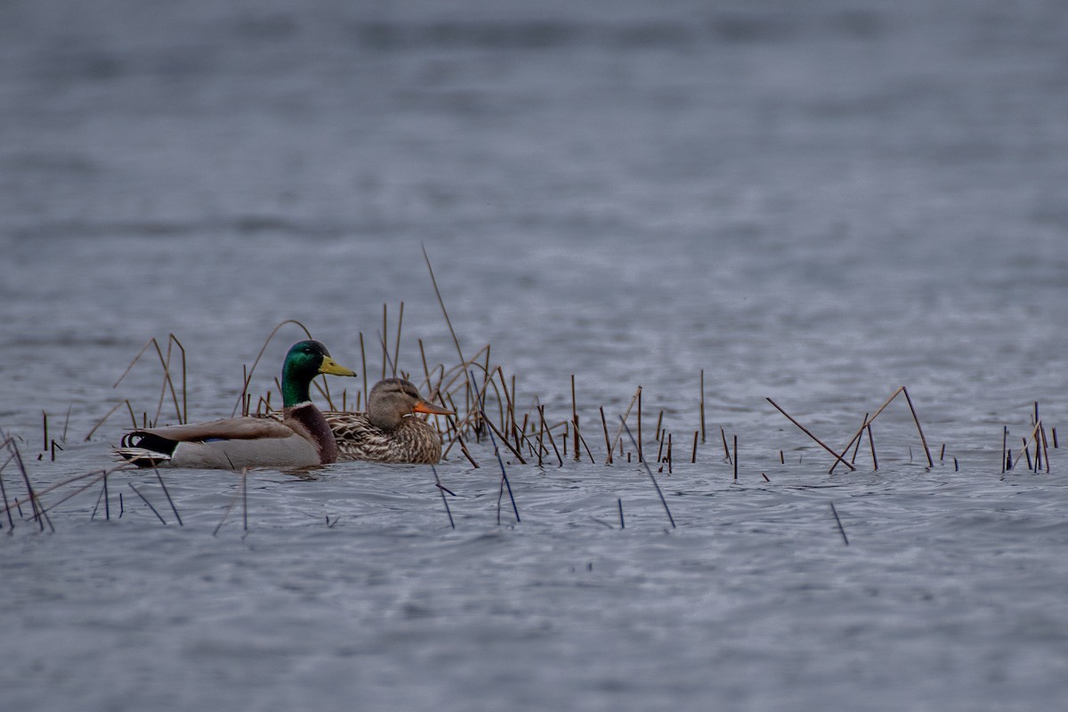 Mallard - ML635201495
