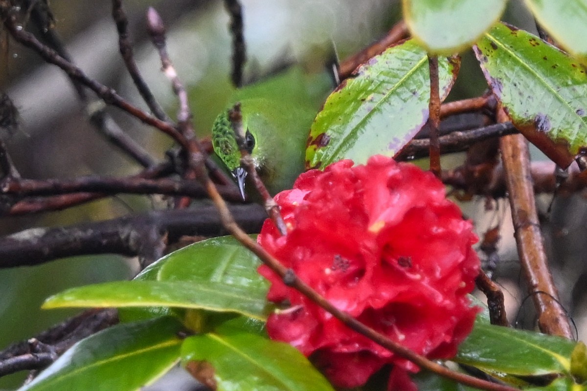 Fire-tailed Myzornis - ML635201496
