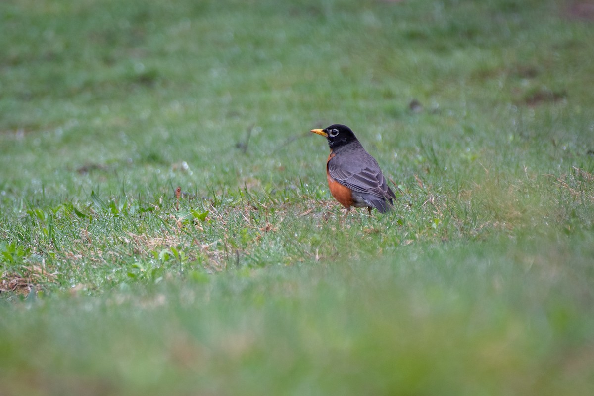 American Robin - ML635201513