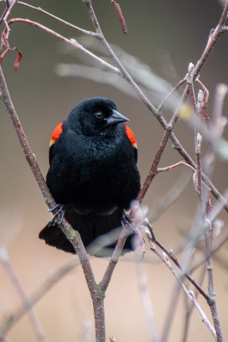 Red-winged Blackbird - ML635201531