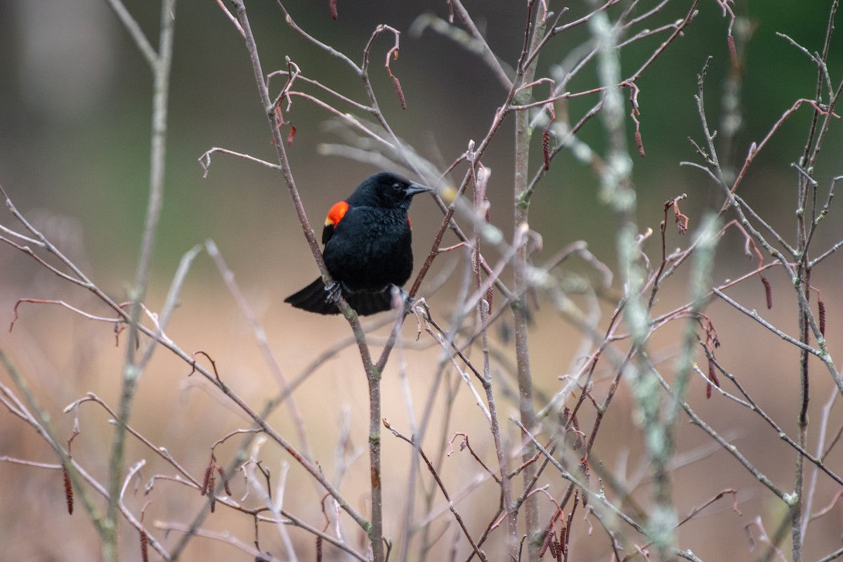 Red-winged Blackbird - ML635201532