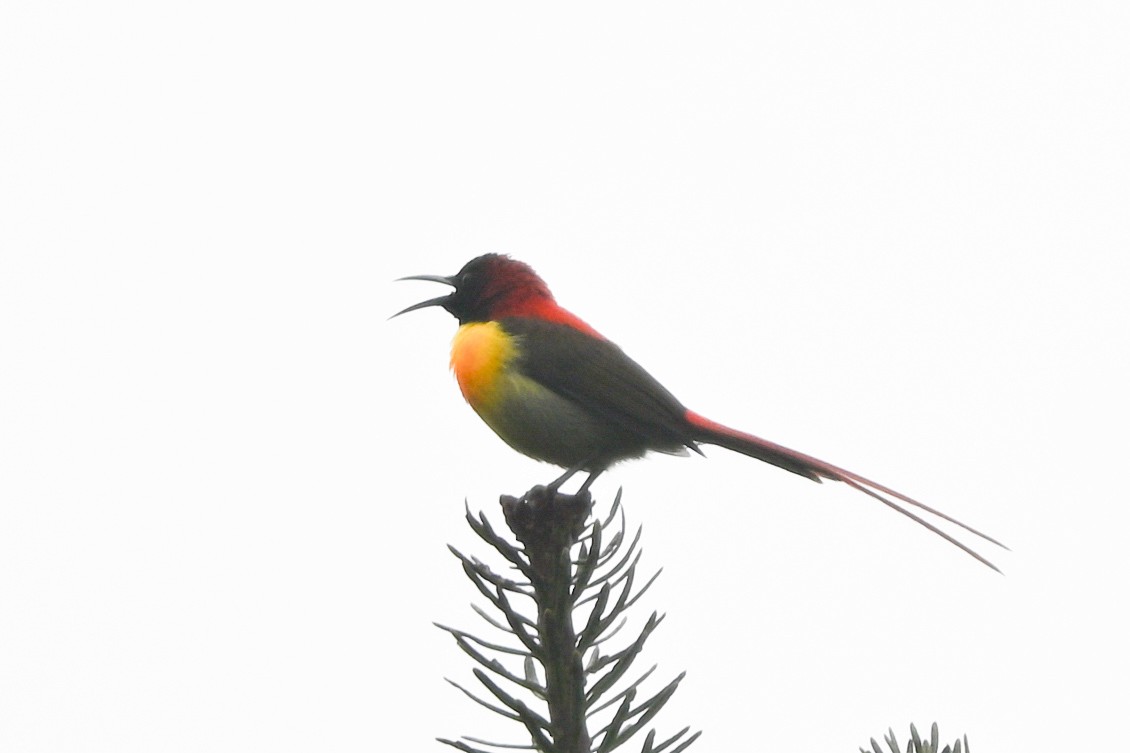 Fire-tailed Sunbird - ML635201586