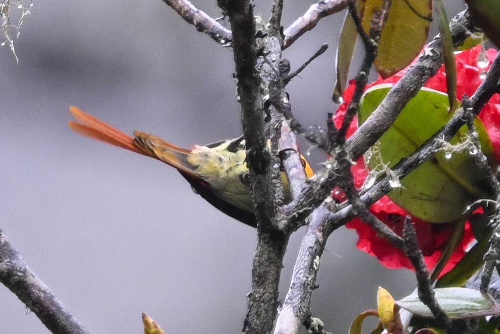 Fire-tailed Sunbird - ML635201588