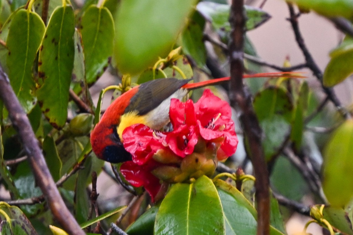 Fire-tailed Sunbird - ML635201589