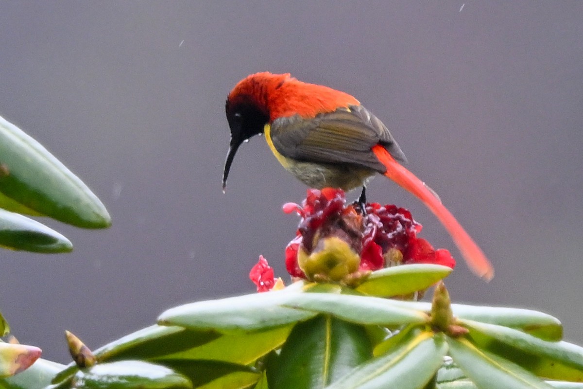 Fire-tailed Sunbird - ML635201590