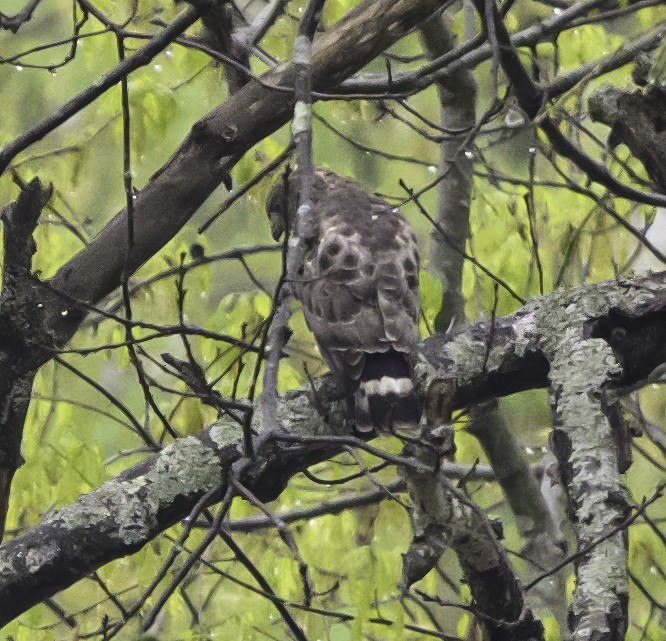 Broad-winged Hawk - ML635201602