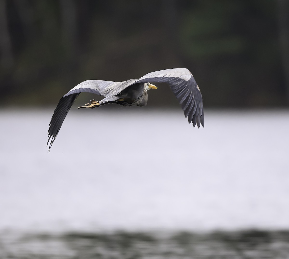 Great Blue Heron (Great Blue) - ML635201607