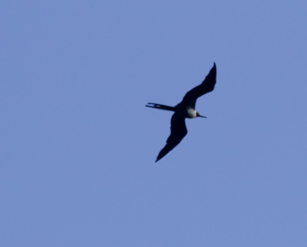 Magnificent Frigatebird - ML635201665