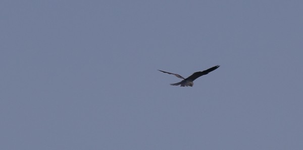 White-tailed Kite - ML635201694