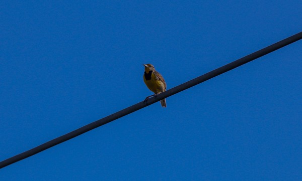 Eastern Meadowlark - ML635201735