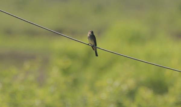 Eastern Wood-Pewee - ML635201820