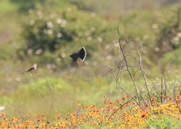 Eastern Kingbird - ML635201833