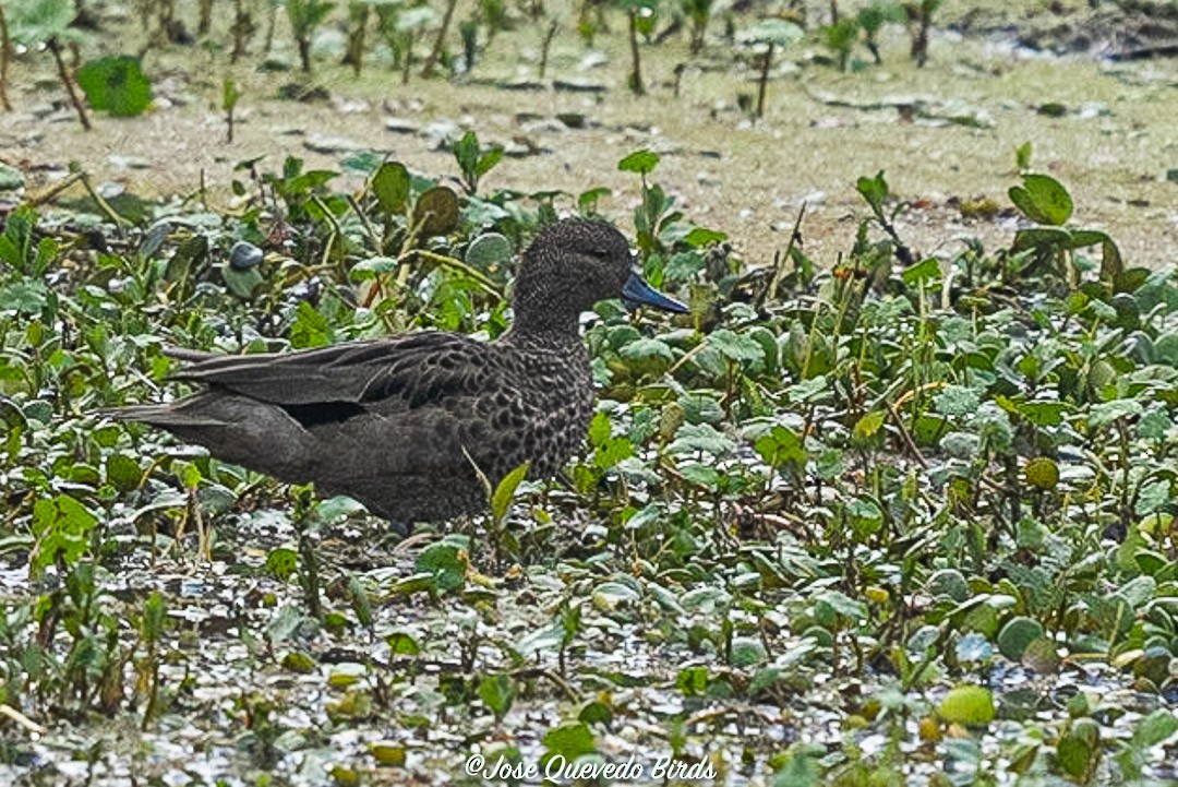 Andean Teal - ML635201835