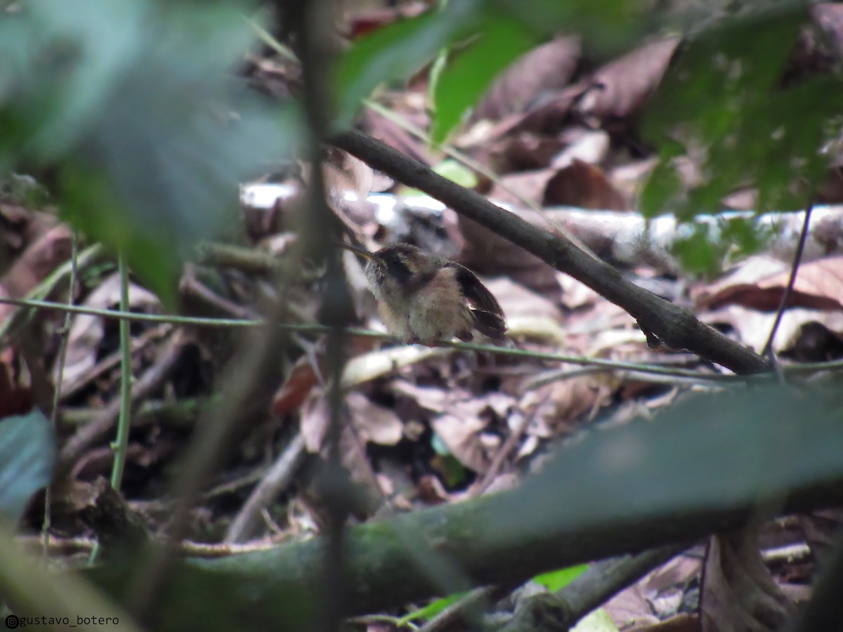 Stripe-throated Hermit - ML635201852
